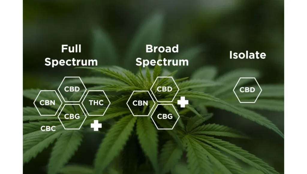 découvrez les différences entre l’isolat de cbd et le cbd full spectrum pour les sportifs : effets, avantages, et conseils pour optimiser récupération et performance.